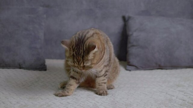 A Scottish Fold cat is happily and deliciously eating the food that its owner offers from above on the sofa.