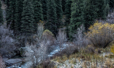 autumn forest in the mountains