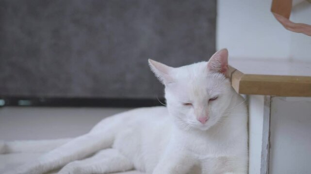 Close-up of a cute white cat sleeping with its eyes closed inside the house