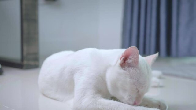 Close-up of a cute white cat sleeping with its eyes closed inside the house