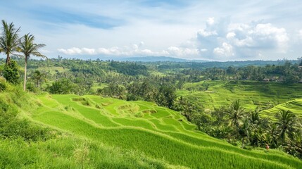 Fototapeta premium Scenic view of terraced rice fields on a hillside, with vibrant green land stretching into the distance