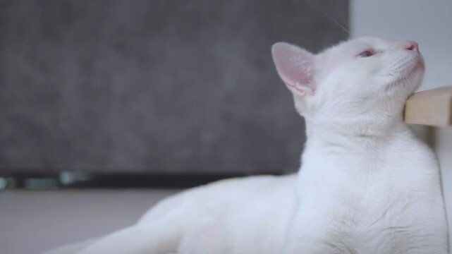 Close-up of a cute white cat sleeping with its eyes closed inside the house