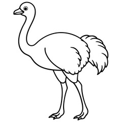 ostrich vector illustration line art transparent background