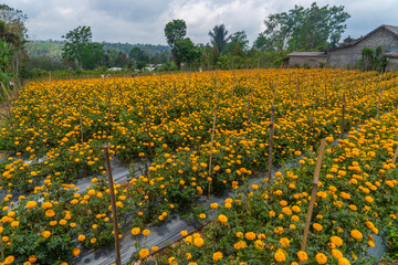 Tagetes erecta. Close up of beautiful orange marigold flower at Gumitir Marigold Garden, Bali.