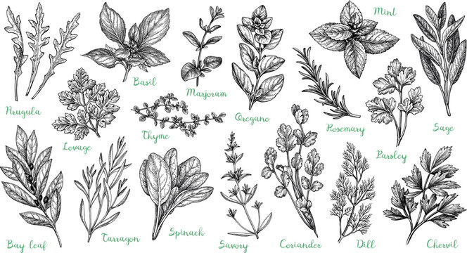 Big collection of herbs.