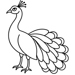Fototapeta premium peacock vector illustration line art transparent background