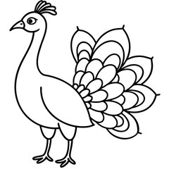 Fototapeta premium peacock vector illustration line art transparent background