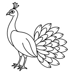 Fototapeta premium peacock vector illustration line art transparent background
