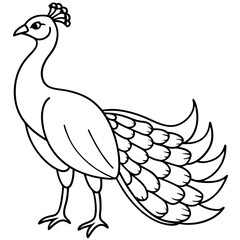 Fototapeta premium peacock vector illustration line art transparent background