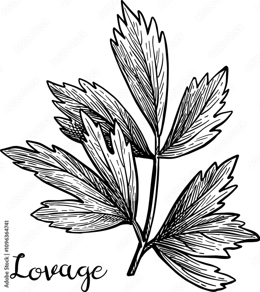 Canvas Prints lovage ink sketch.