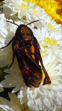 African death's-head hawkmoth Acherontia atropos - large rare hawk moth with poorly spread wings on flowers in the garden, southern Ukraine