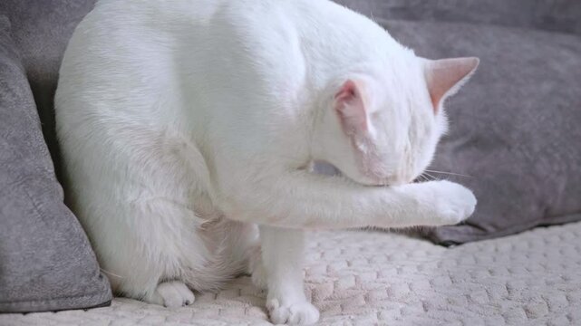 Cute white cat is sitting and licking its legs and body to clean itself on a grey sofa in the house.
