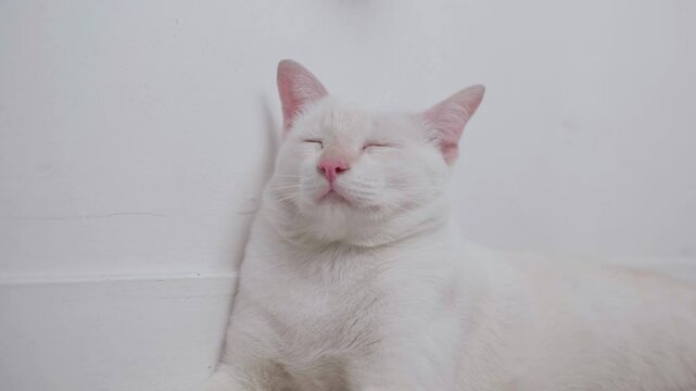 Close-up of a cute white cat sleeping with its eyes closed inside the house