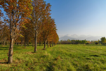 autumn landscape with trees