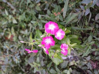 Pink flowers in a garden