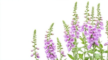 Naklejka premium Delicate Pink Flowers in Full Bloom