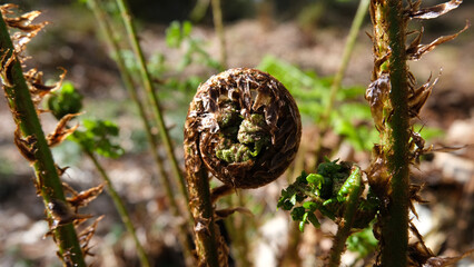 Close up of fern koru tightly coiled up in circle in forest environment 