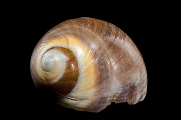 Brown Moon Snail Shell on black background