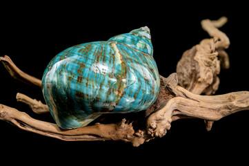Polished Turquoise Nautilus Shell