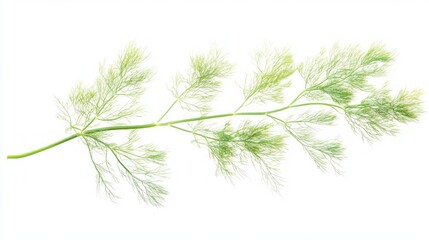 Delicate Green Plant Branch - Fresh Flora
