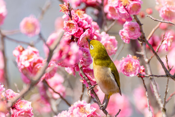 Japanese White-Eye sipping nectar from plum blossoms