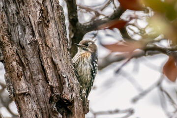 Japanese Pygmy Woodpecker on a Winter Tree