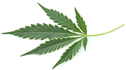 Close-up of a vibrant green cannabis leaf