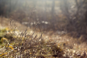 autumn forest in the morning