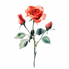 Beautiful White Rose with Buds on Isolated Background Clipart