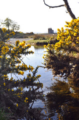Spring river water between yellow gorse bushes near Lochranza Castle