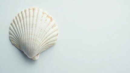 Elegant white seashell displaying intricate ridges and curves, featured prominently against a smooth, pristine white background.