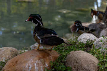 Ducks enjoying a serene moment by the pond in a Turkiye hotel garden