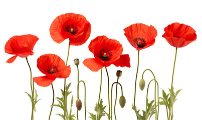 Obraz premium Close up of red poppies, poppy flower on a transparent background