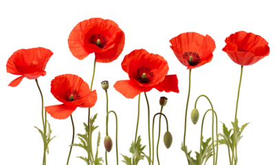 Close up of red poppies, poppy flower on a transparent background