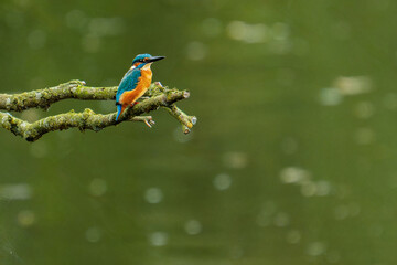 Wächter über dem Fluss Sieg: der Eisvogel (Alcedo atthis)