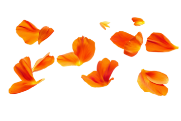 Floating orange flower petals isolated on transparent background