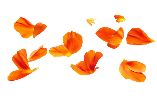 Floating orange flower petals isolated on transparent background