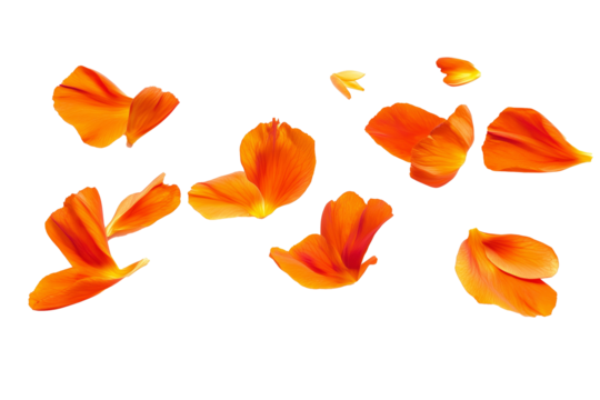 Floating orange flower petals isolated on transparent background
