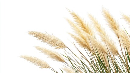 Delicate Golden Grass in the Breeze