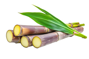 Fresh sugarcane stem with leaves isolated on transparent background