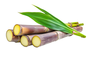 Fresh sugarcane stem with leaves isolated on transparent background