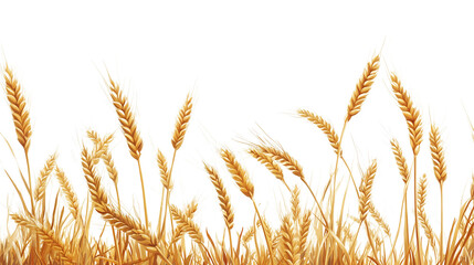 Golden wheat field isolated on transparent background