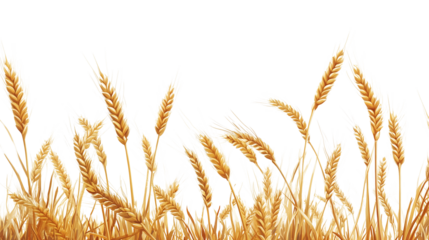 Golden wheat field isolated on transparent background
