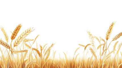 Golden wheat field isolated on transparent background