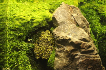 Theloderma corticale is a frog amphibious animal sitting on a rock near moss. Animals in the wild