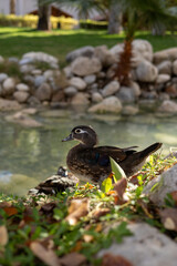 Wood ducks resting by a serene pond in Turkiye hotel garden during sunny day