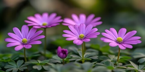 Obraz premium Delicate purple flowers in bloom.