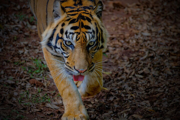 Sumatra Tiger