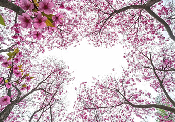 Fototapeta premium Beautiful Pink Cherry Blossom Trees Framed by Bright White Sky