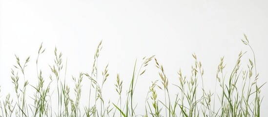 Meadow grass in a folded frame on a white background creating a minimalist greeting card layout with space for personalized text.